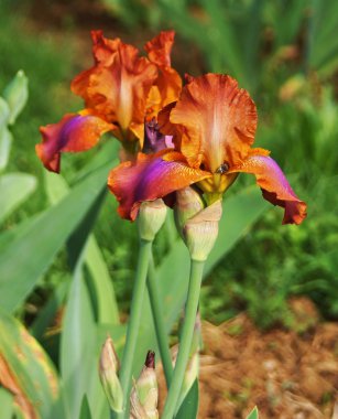 Iris