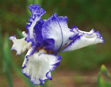 Iris