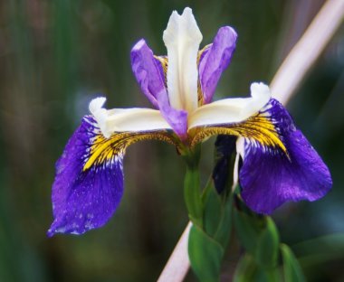 Iris