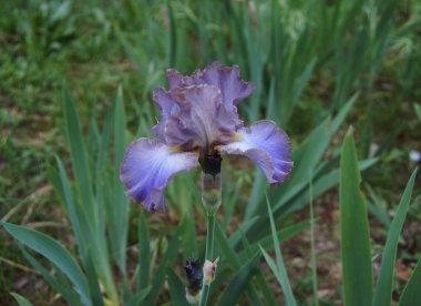 Iris