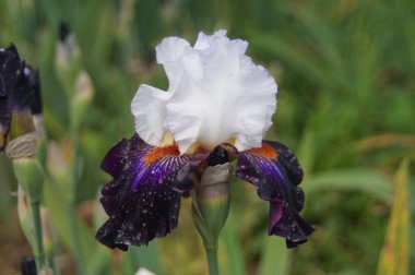 Iris