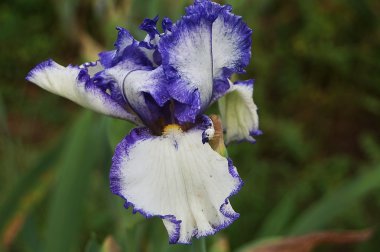 Iris