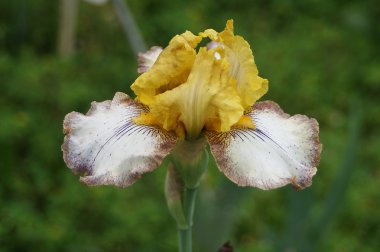Iris