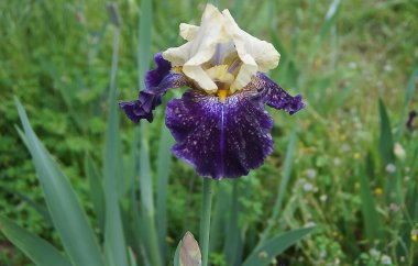 Iris