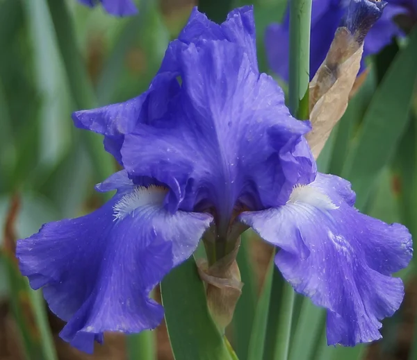 IRIS — Photo