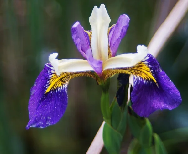 Iris. — Foto de Stock