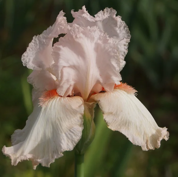 Iris — Stockfoto