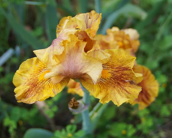 Iris — Stock Fotó