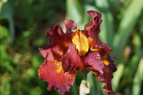 Iris — Stock Photo, Image