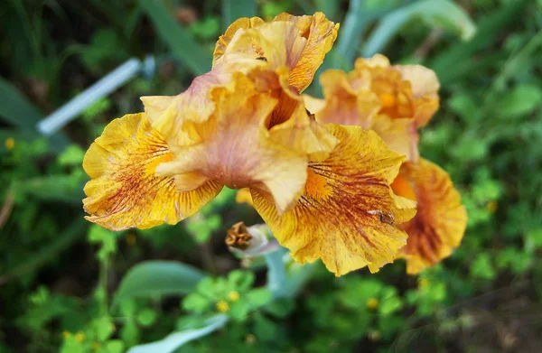 Iris — Stock Photo, Image