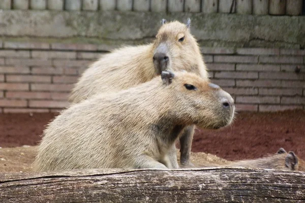 Paar capibara — Stockfoto
