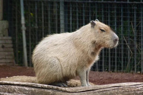 Capibara — Stockfoto