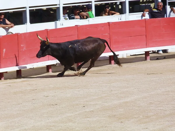 课程 camarguaise，阿尔勒法国 — 图库照片