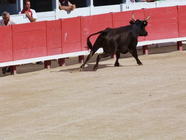 コース camarguaise、アルル、フランス — ストック写真