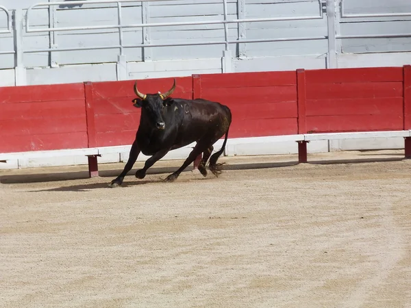 课程 camarguaise，阿尔勒法国 — 图库照片