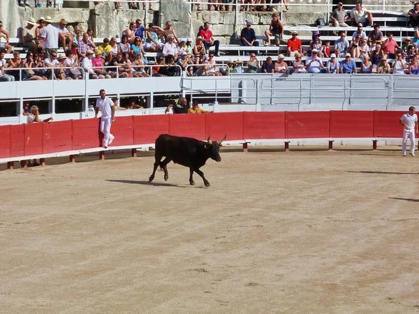 코스 camarguaise, arles, 프랑스 — 스톡 사진