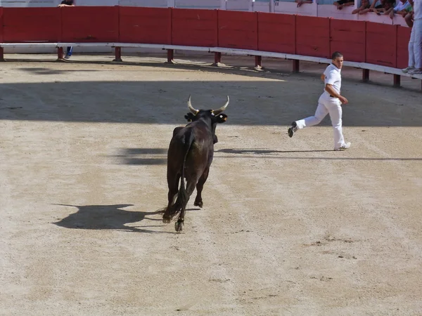 课程 camarguaise，阿尔勒法国 — 图库照片