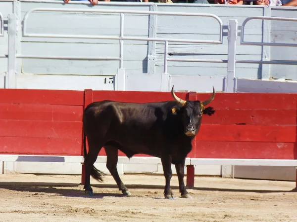 Der Kurs Camarguaise, Arles, Frankreich — Stockfoto