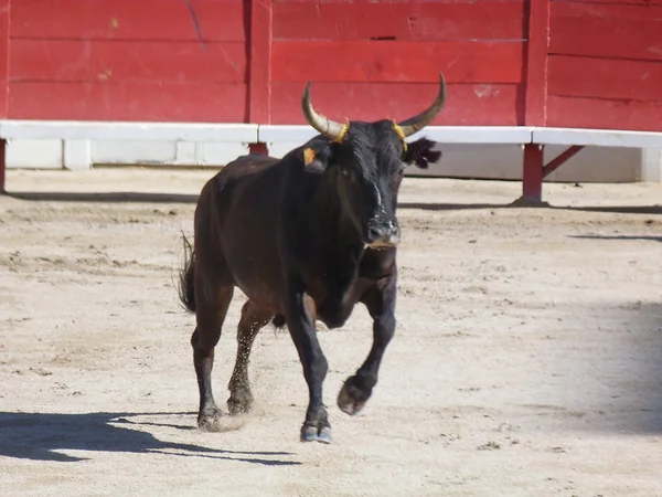 Курс camarguaise, arles, Франції — стокове фото