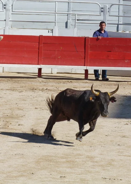 Курс camarguaise, arles, Франції — стокове фото