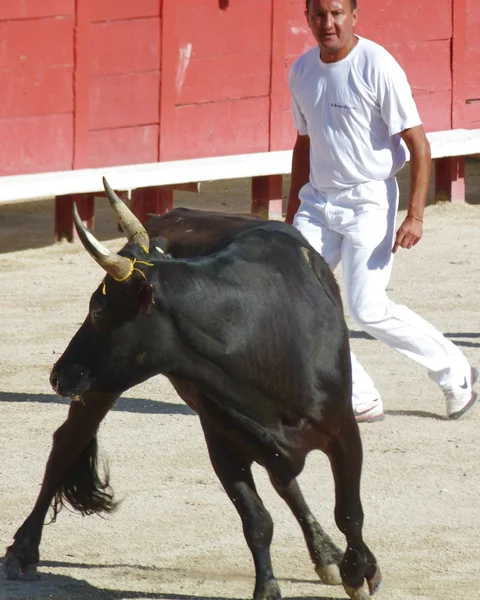 O curso Camarguaise, Arles, França — Fotografia de Stock