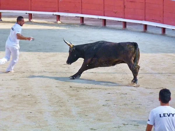 Курс camarguaise, arles, Франції — стокове фото