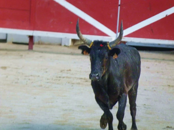 课程 camarguaise，阿尔勒法国 — 图库照片