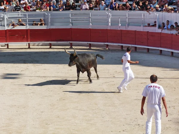 Курс camarguaise, arles, Франції — стокове фото