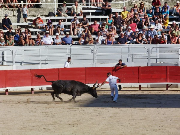 课程 camarguaise，阿尔勒法国 — 图库照片