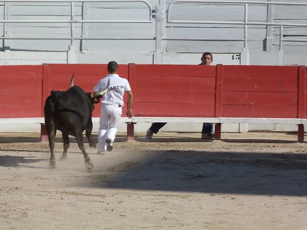 Курс camarguaise, arles, Франції — стокове фото