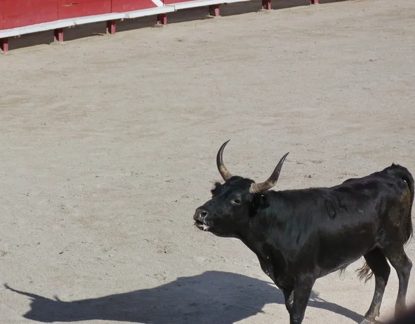 Der Kurs Camarguaise, Arles, Frankreich — Stockfoto