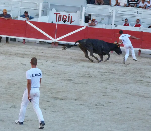 Kursen Racecamarguaise, arles, france — Stockfoto