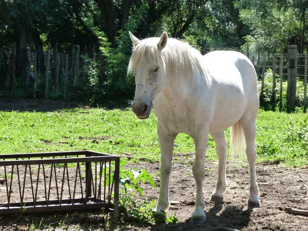 Häst i camargue, Frankrike — Stockfoto