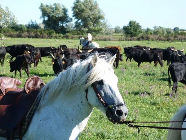 Tyre og heste i Camargue, Frankrig - Stock-foto