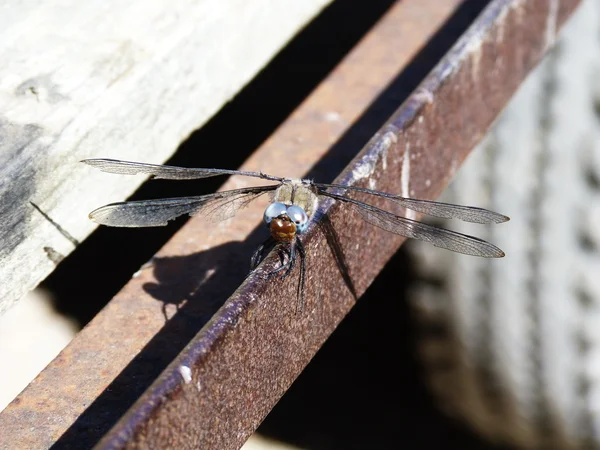 Dragonfly в Камаргу Франції — стокове фото