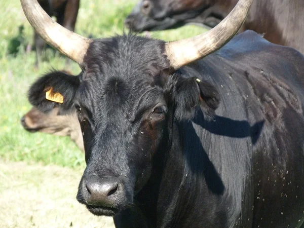 Taureaux en Camargue, France — Photo