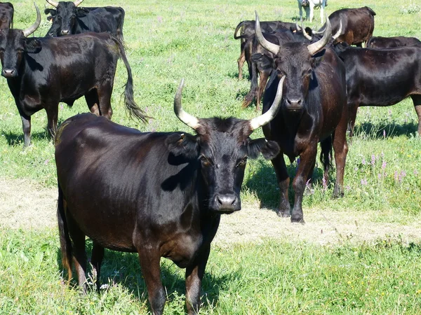 Stiere in der Camargue, Frankreich — Stockfoto