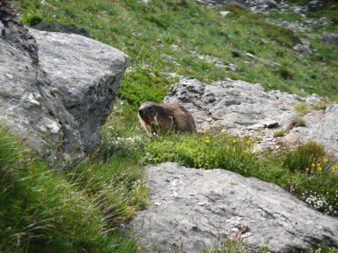 Fransız savoy bir sıçan