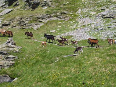 Fransız savoy akın