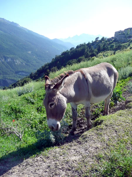 Esel in der Nähe von fort marie christine, französisch savoy — Stockfoto
