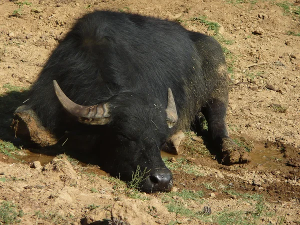Спящий буйвол — стоковое фото