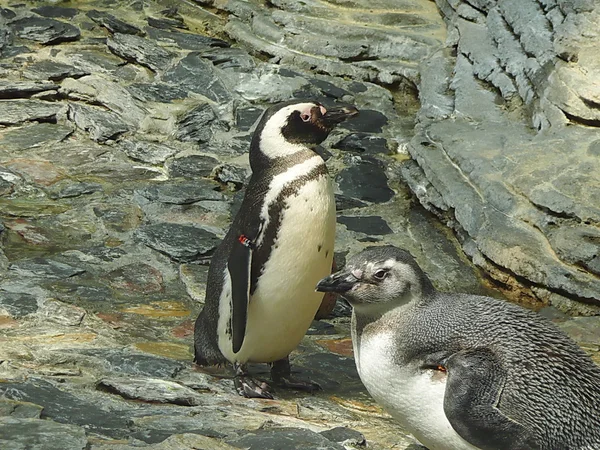 Pinguini — Foto Stock