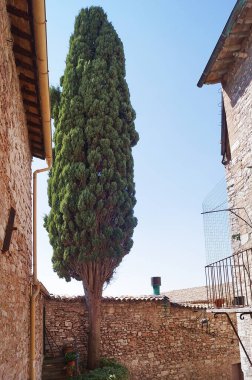 Assisi, İtalya 'daki Cypress sokağı