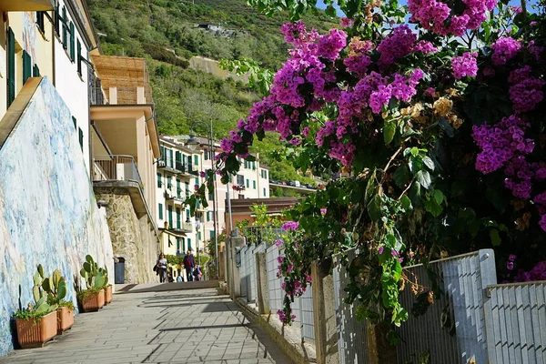 Calle Pueblo Riomaggiore Cinque Terre Italia — Foto de Stock