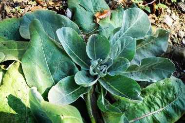 Mullein (Verbascum thapsus) in the country nera Castelnuovo Garfagnana; Toskana, İtalya