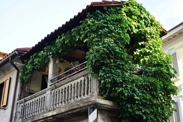 Balcon Couvert Lierre Castelnuovo Garfagnana Toscane Italie — Photo