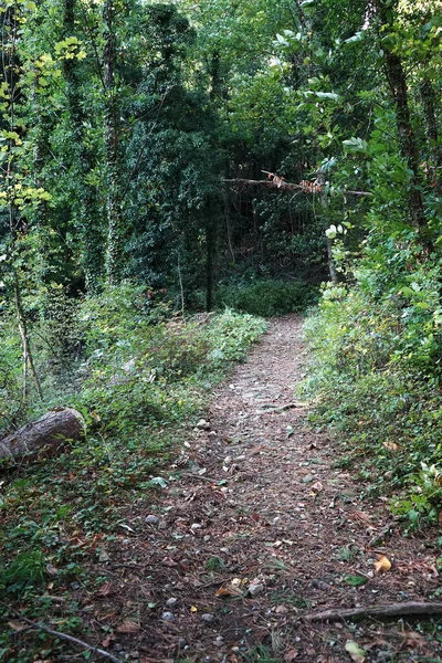 Pad Het Bos Rond Castelnuovo Garfagnana Toscane Italië — Stockfoto