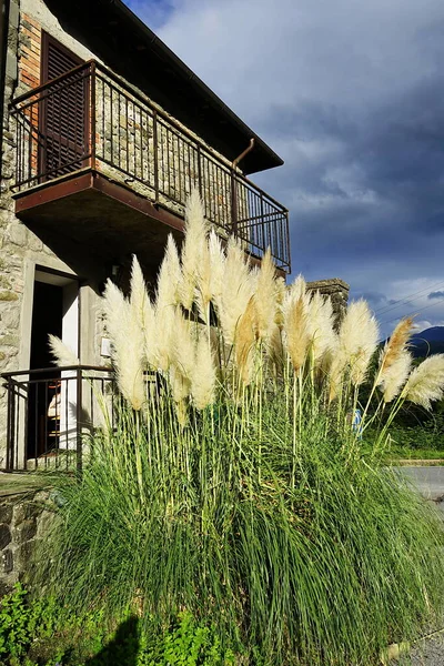 Pampas Grass Cortaderia Selloana Piazza Serchio Tuscany Italy — Zdjęcie stockowe