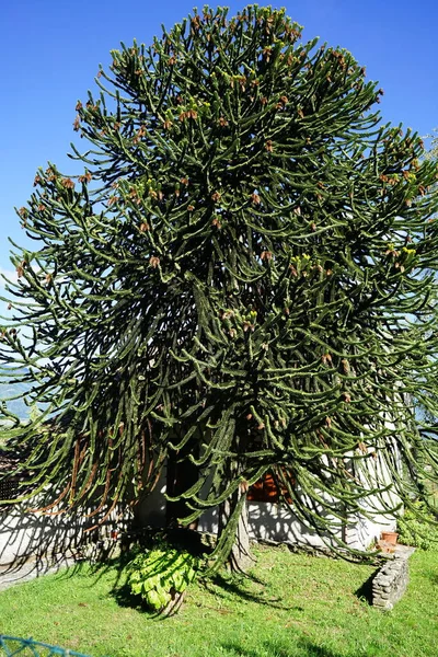 Paran Çamı Araucaria Araucana Garfagnana Tuscany Talya Sillicano — Stok fotoğraf