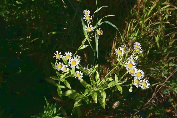 Daisies Garfagnana Tuscany Italy — Stock Photo, Image